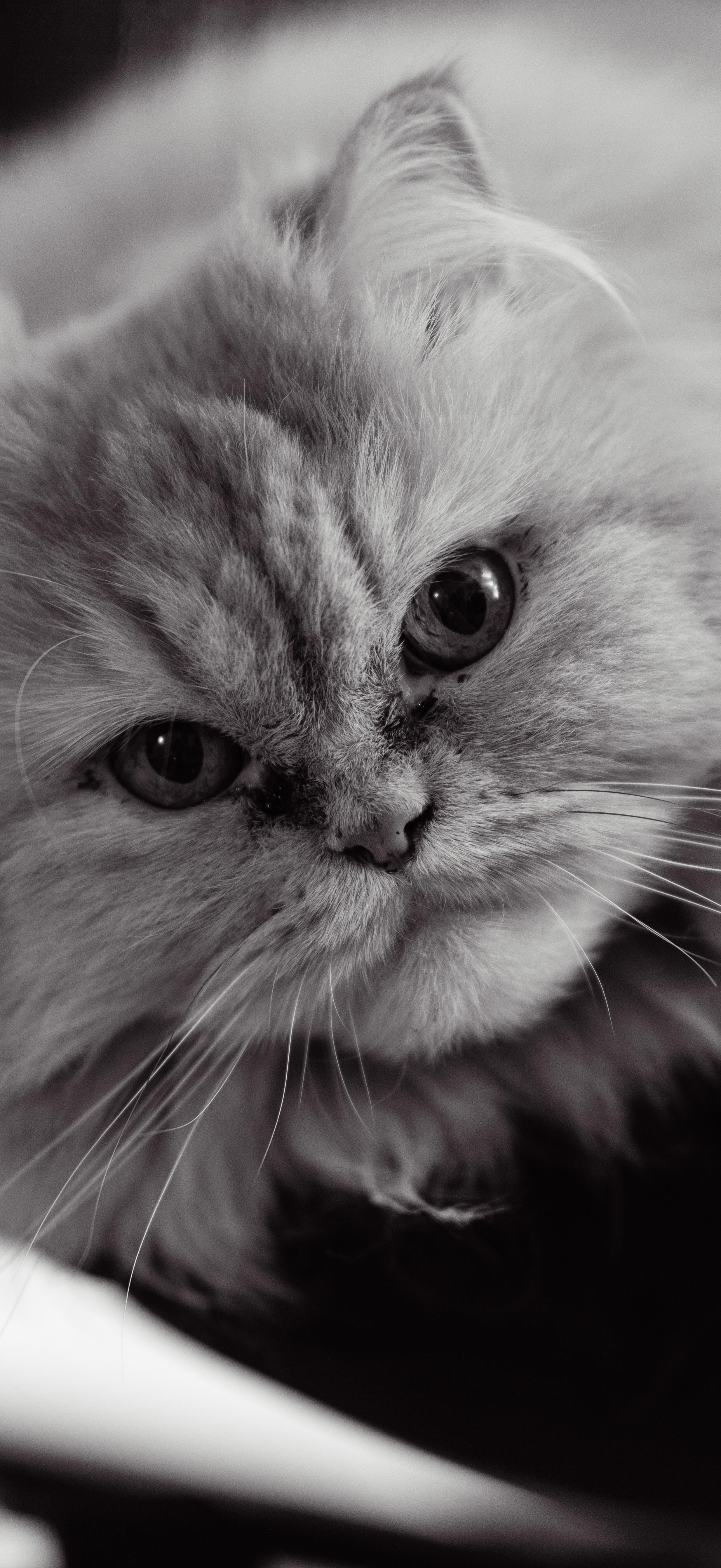 Polly